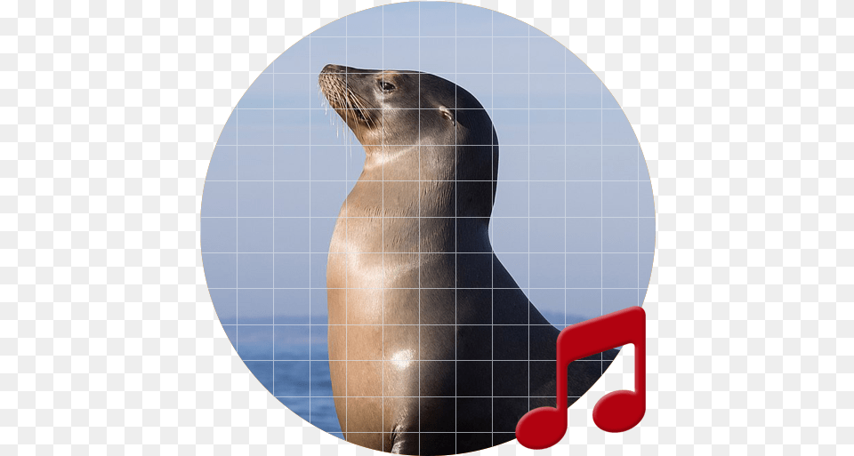 Sea Lion Sounds Sboardpro U2013 Applications Sur Google Play California Sea Lion, Animal, Mammal, Sea Life, Sea Lion Png Image