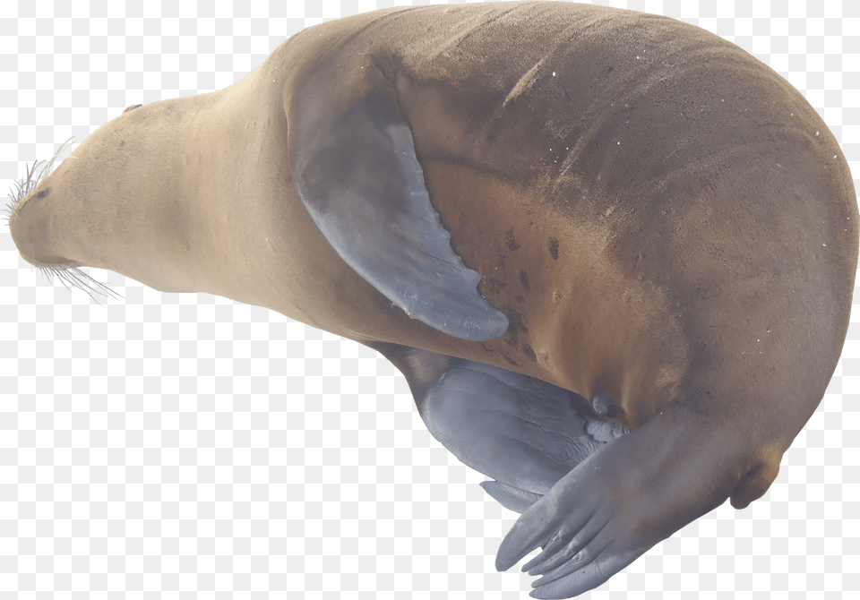 Sea Lion Texture Lion Free Png