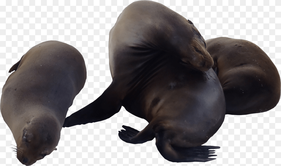 Sea Lions, Animal, Mammal, Sea Life, Sea Lion Png Image