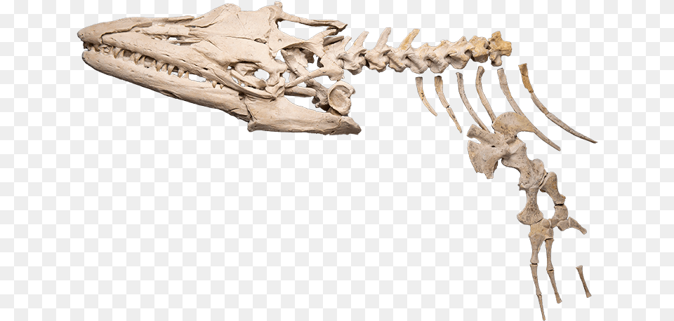 Sea Monster A Skeleton Of A Mosasaur Rib Free Png