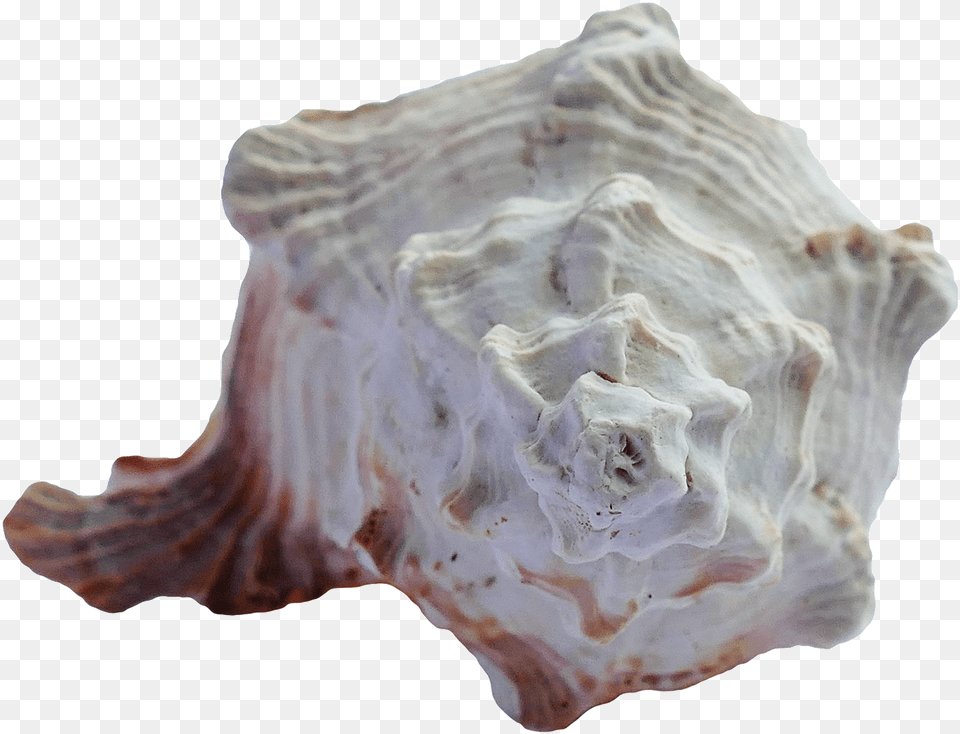 Sea Ocean Shell, Invertebrate, Seashell, Animal, Sea Life Free Transparent Png