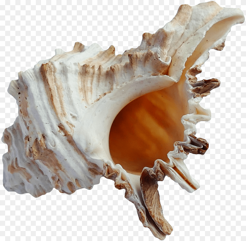 Sea Ocean Shell For Download Beach Shell, Animal, Invertebrate, Sea Life, Seashell Free Png