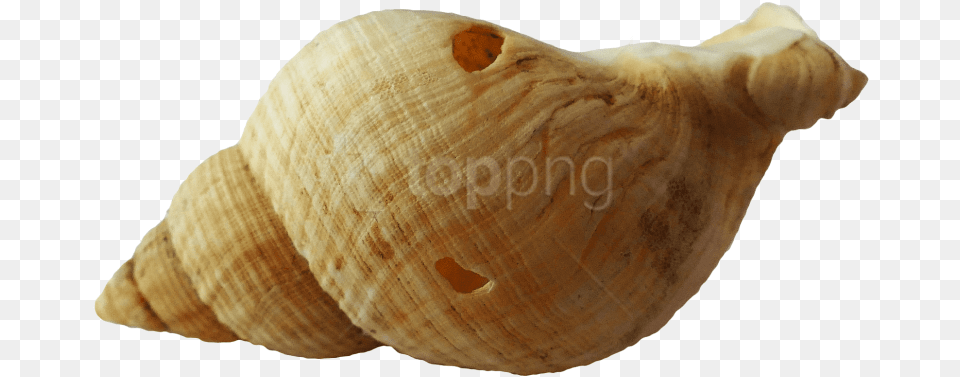 Sea Ocean Shell Images Transparent Transparent Background Seashell, Animal, Invertebrate, Sea Life, Conch Free Png Download