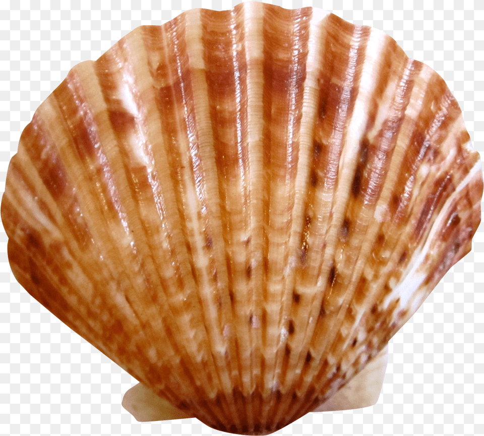 Sea Ocean Shell Sea Shell, Animal, Clam, Food, Invertebrate Free Png