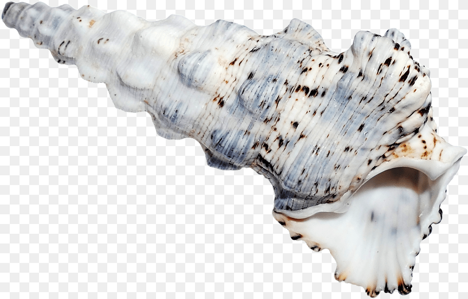 Sea Ocean Shell Seashell, Animal, Invertebrate, Sea Life, Conch Free Png