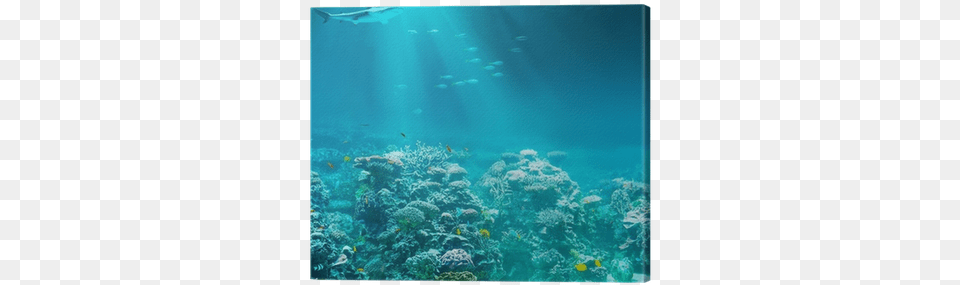 Sea Or Ocean Underwater Coral Reef With Shark Canvas Poetry On Moral Values, Animal, Sea Life, Outdoors, Nature Png