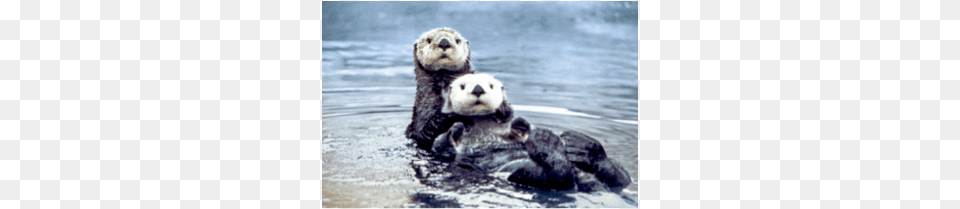 Sea Otters, Animal, Wildlife, Mammal, Otter Png Image