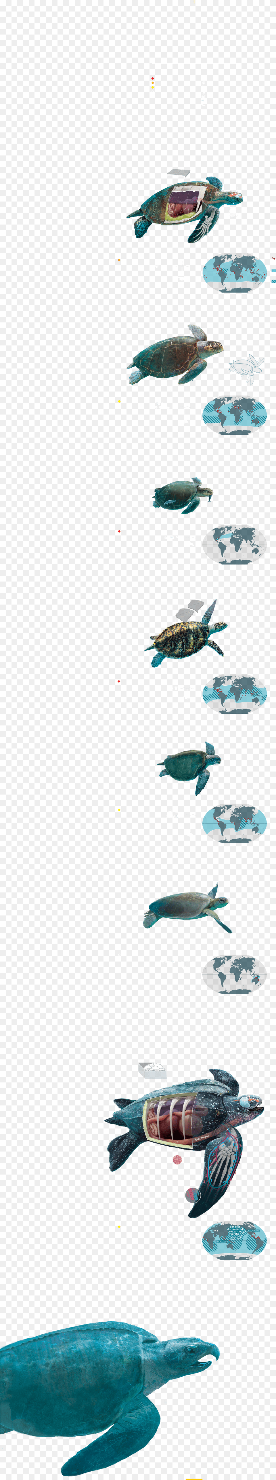 Sea Plants Free Png
