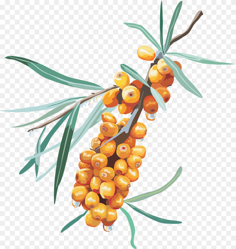 Sea Plants, Food, Fruit, Plant, Produce Free Transparent Png