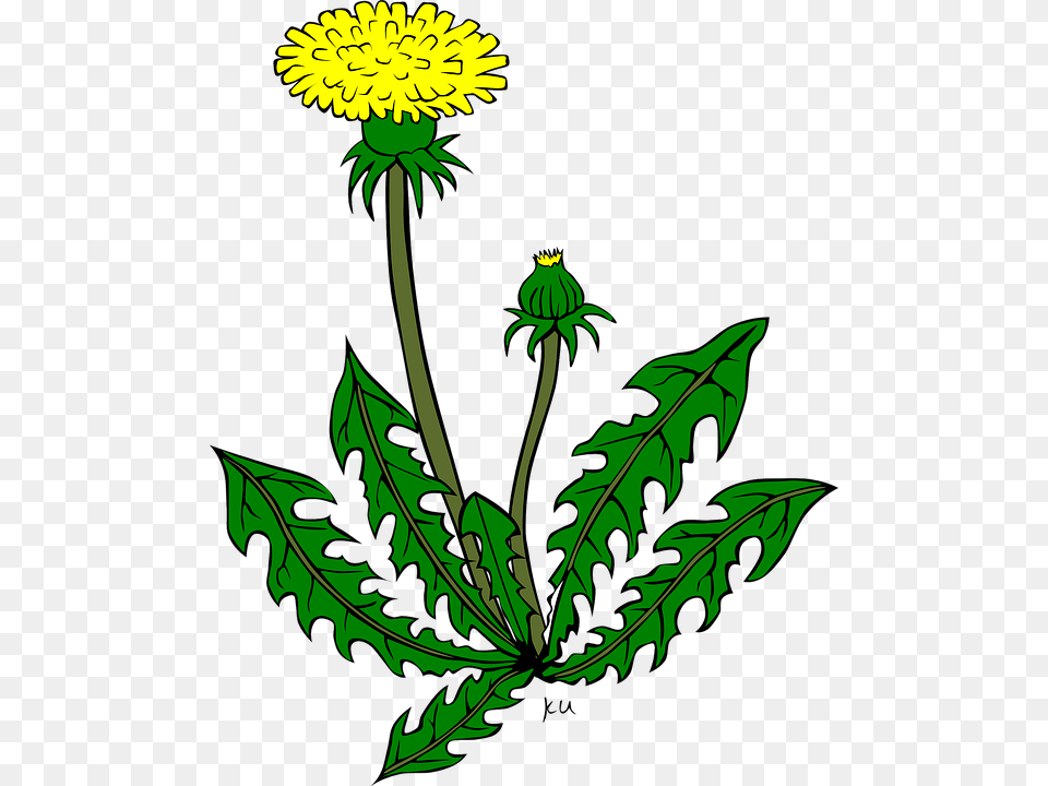 Sea Plants Cliparts 15 Buy Clip Art Dandelion Clip Art, Flower, Plant Png