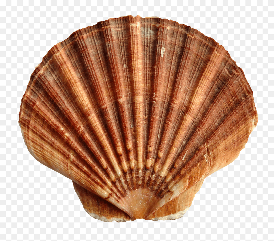 Sea Shell 1 Image Spin The Wheel Brawl Stars, Animal, Clam, Food, Invertebrate Free Png Download
