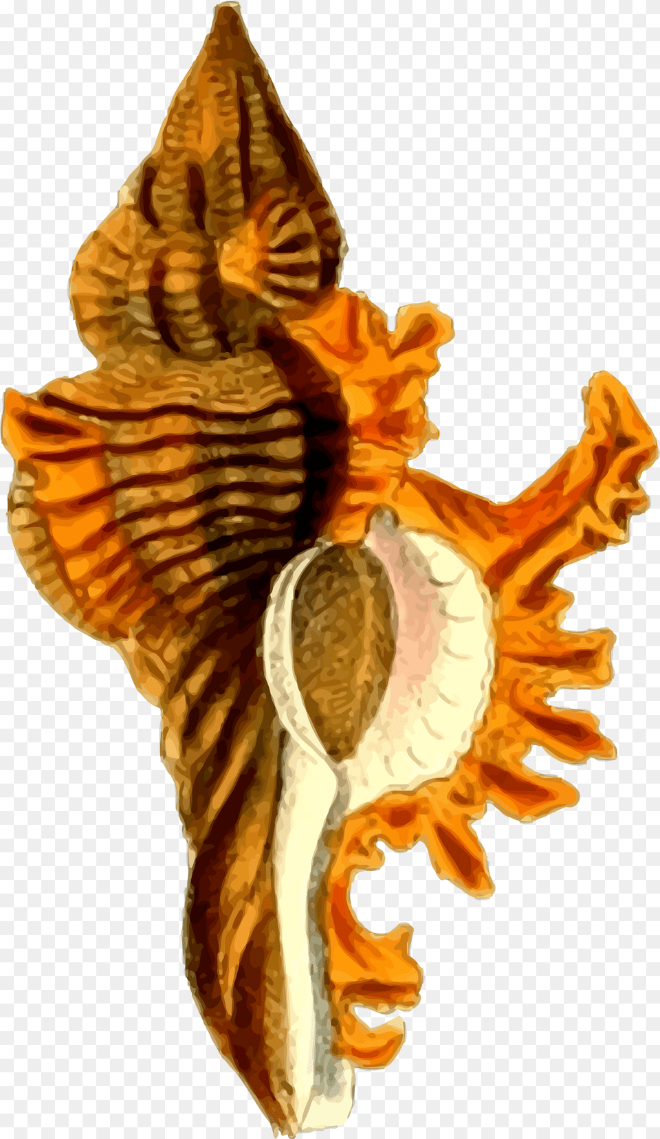 Sea Shell 29 Clip Arts Sea Shells Hd, Animal, Invertebrate, Sea Life, Seashell Png Image