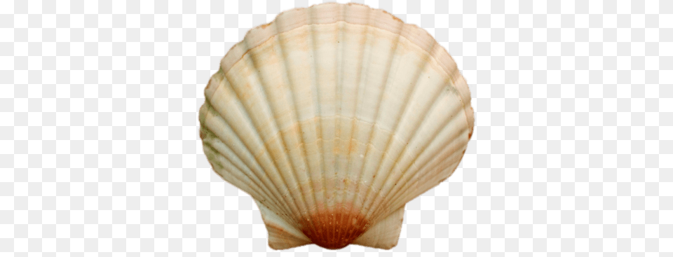 Sea Shell, Animal, Clam, Food, Invertebrate Free Png Download