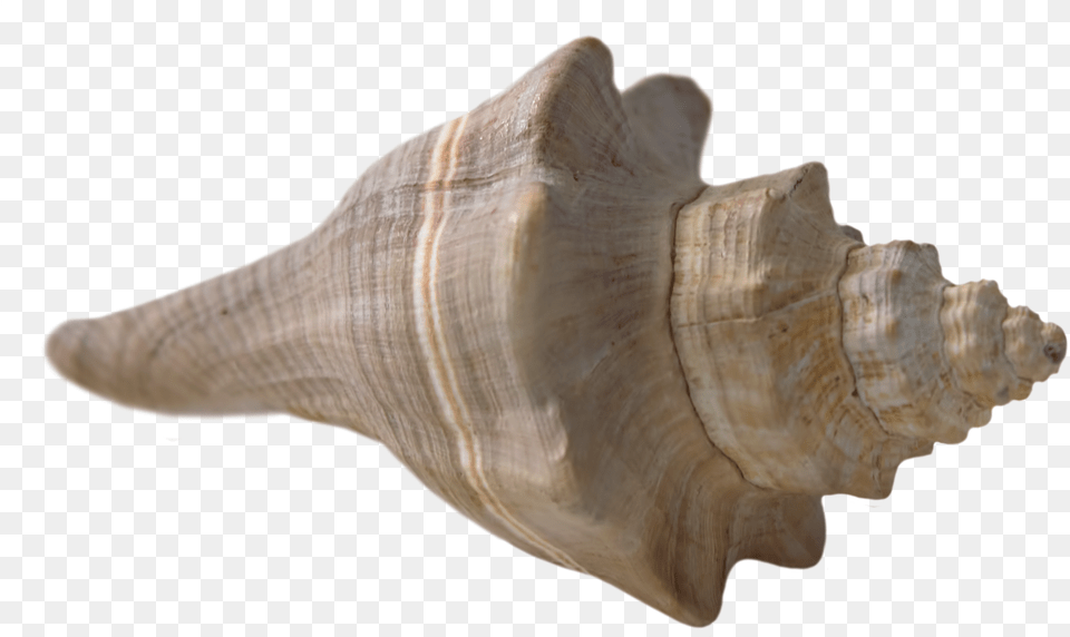 Sea Shell Beach With Transparent Backgrounds, Animal, Conch, Invertebrate, Sea Life Free Png Download