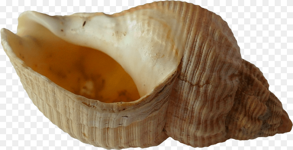 Sea Shell Clam Ocean Sea Shells Bilder Muscheln Free Png Download