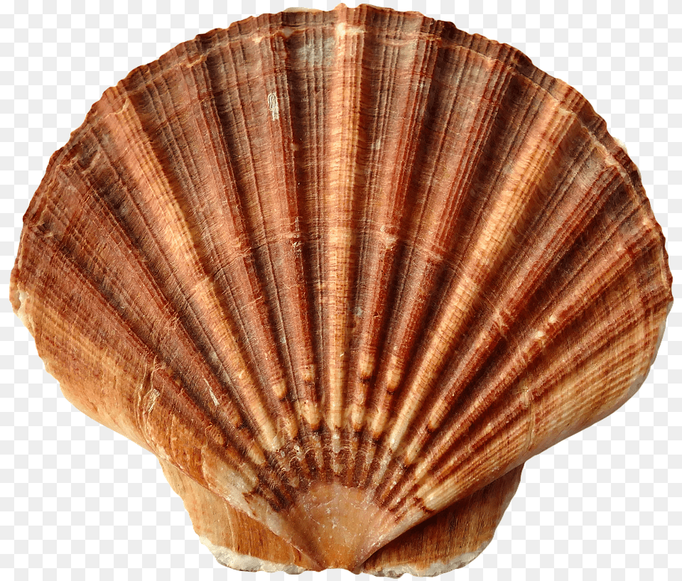 Sea Shell Clam Ocean Sea Shells Beach Sand Monogrammed Black And Tan Seashell Tote Bag Adult, Animal, Food, Invertebrate, Sea Life Free Png Download