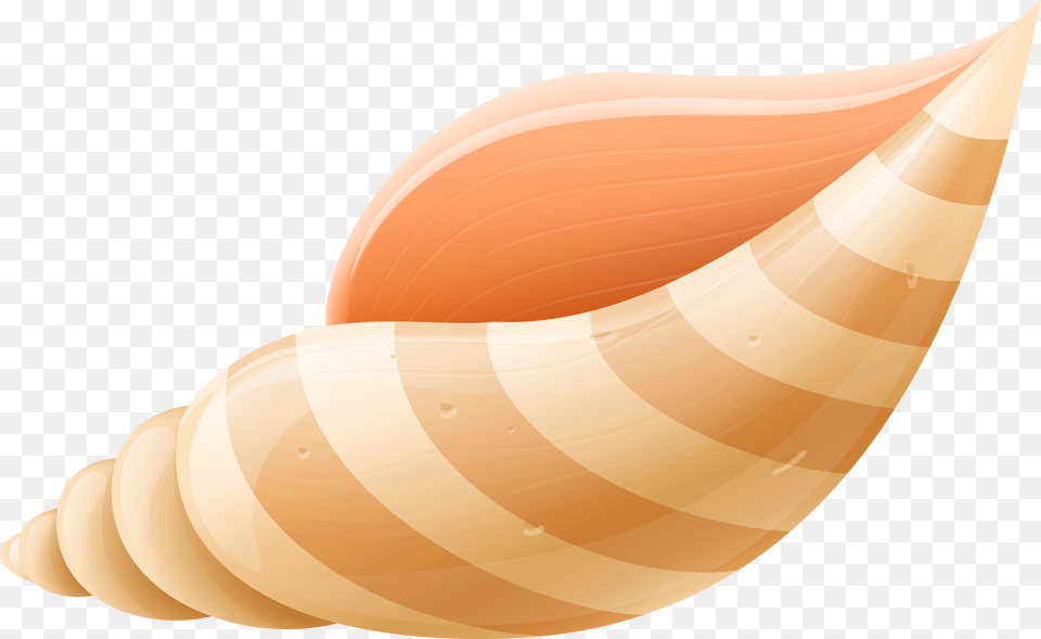 Sea Shell Clip Art Image Sea Shells Clip Art, Animal, Invertebrate, Sea Life, Seashell Free Transparent Png