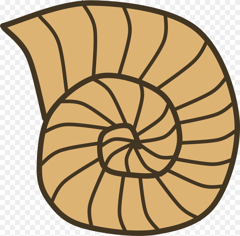 Sea Shell Clipart Fossil Clipart, Animal, Seafood, Sea Life, Invertebrate Png
