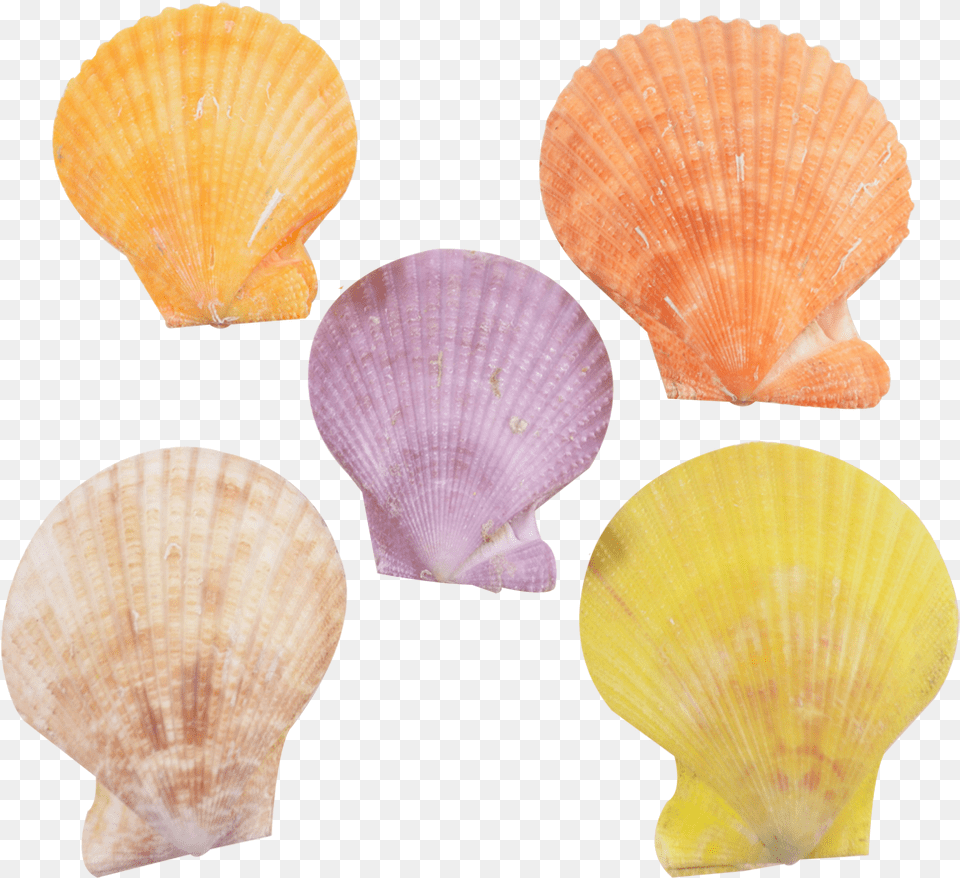 Sea Shell Conchology, Animal, Clam, Food, Invertebrate Free Png