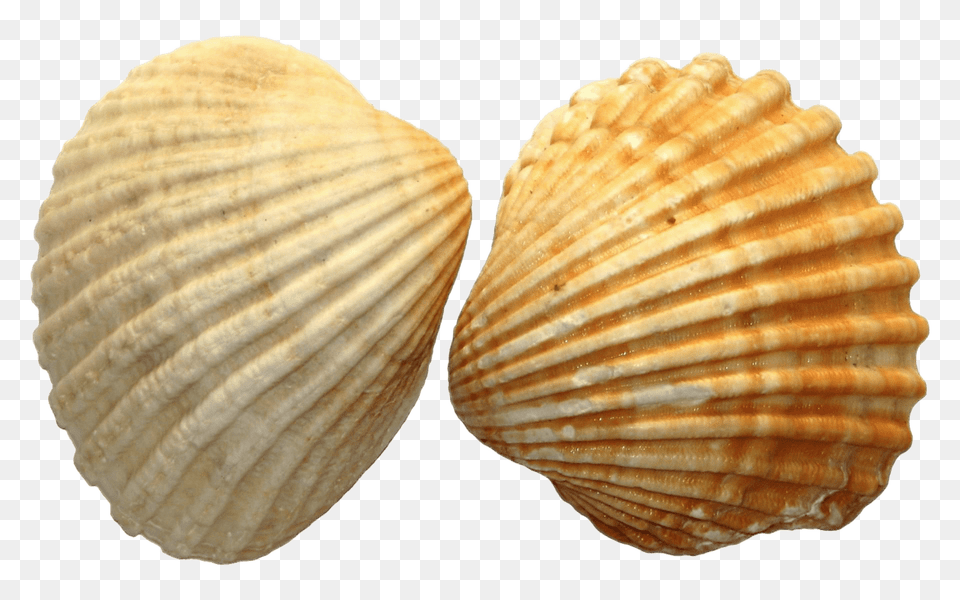 Sea Shell Duo, Animal, Clam, Food, Invertebrate Free Png