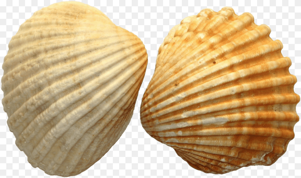 Sea Shell Duo Sea Shells Transparent, Animal, Clam, Food, Invertebrate Free Png Download