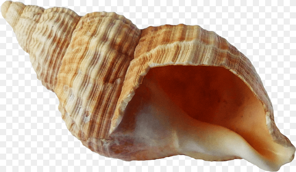 Sea Shell Image Background Seashell, Animal, Invertebrate, Sea Life, Conch Free Png