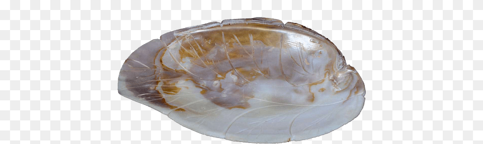 Sea Shell Leaf Shaped Designer Platter Fountain, Seashell, Seafood, Sea Life, Invertebrate Png Image