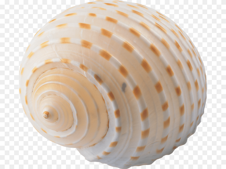 Sea Shell No Background, Animal, Clam, Food, Invertebrate Png