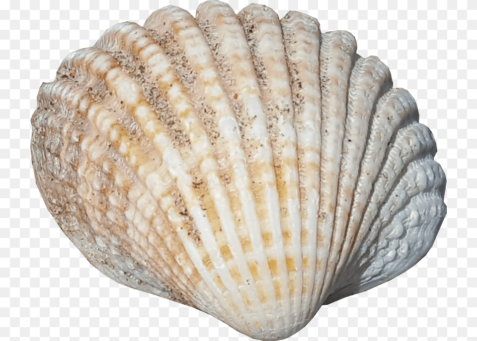 Sea Shell No Background Seaside Sea Shells No Background, Animal, Seafood, Sea Life, Invertebrate Png