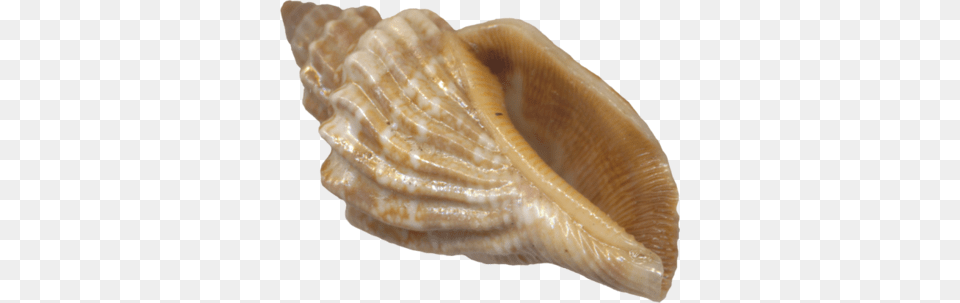 Sea Shell Psd Sea Shell Transparent Background, Animal, Invertebrate, Sea Life, Seashell Png Image