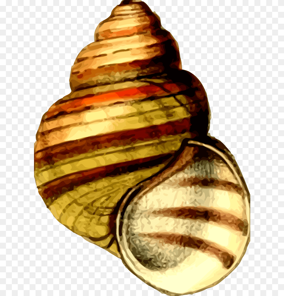 Sea Shell Shell Clipart, Animal, Invertebrate, Sea Life, Seashell Free Png Download