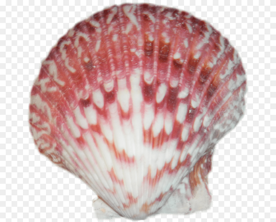 Sea Shell Transparent, Animal, Clam, Food, Invertebrate Free Png