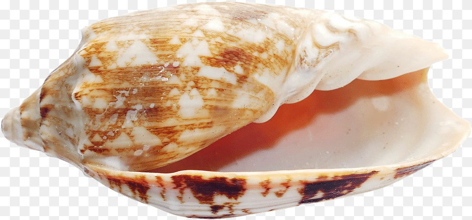 Sea Shell Transparent Image Pngpix Seashell, Animal, Invertebrate, Sea Life, Clam Free Png