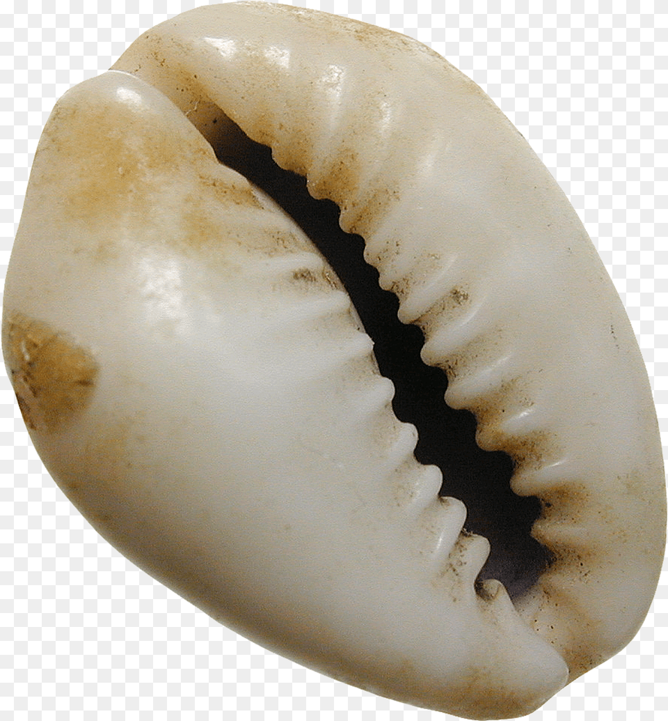 Sea Shells, Animal, Invertebrate, Sea Life, Seashell Free Transparent Png