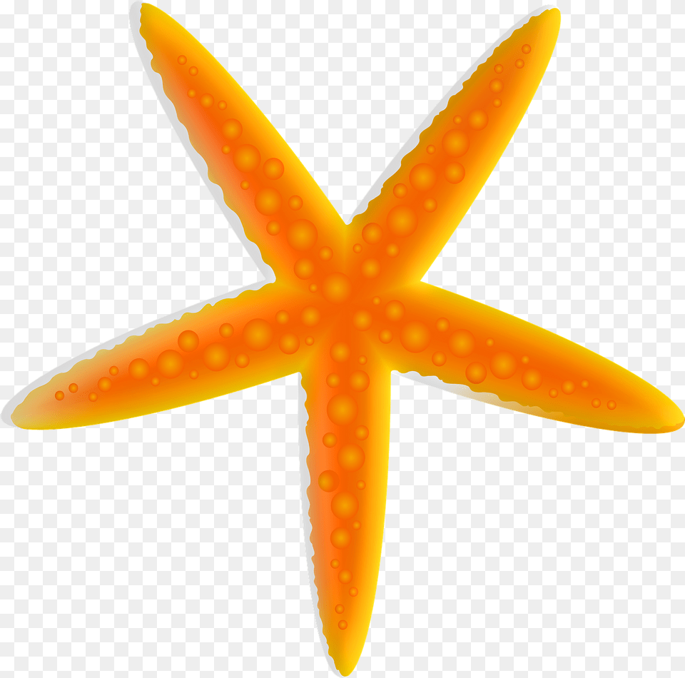 Sea Shells Frame Free On Pixabay Lovely, Animal, Sea Life, Invertebrate, Starfish Png Image