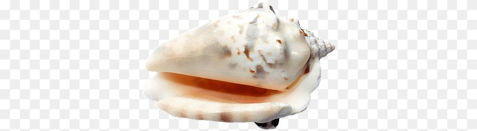 Sea Shells Ocean Beach Vacation Sea Shells Image Background, Animal, Sea Life, Invertebrate, Seashell Free Transparent Png