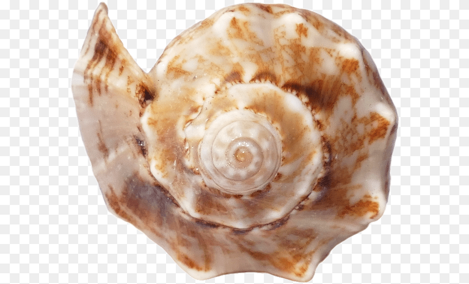 Sea Shells Ocean Beach Vacation Sea Shells Sand Seashell, Animal, Invertebrate, Sea Life, Conch Png Image