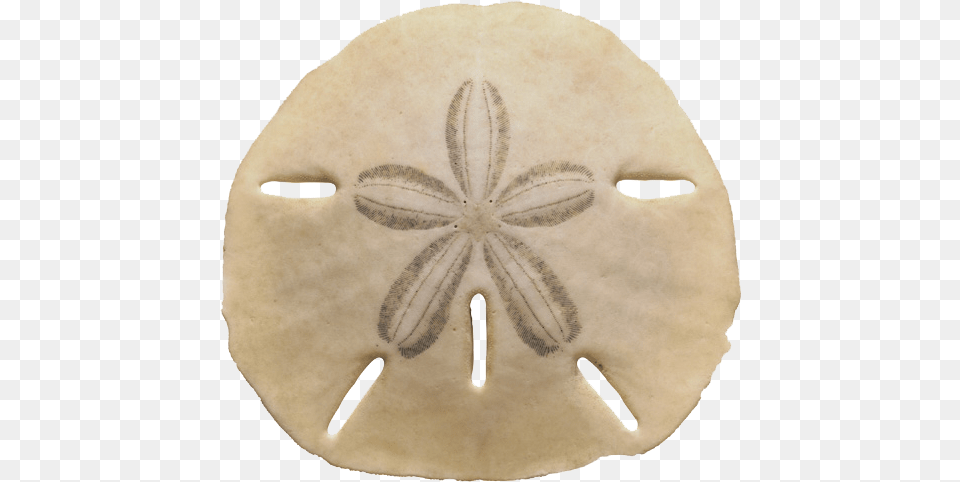 Sea Shells Sand Dollar, Person, Animal, Insect, Invertebrate Free Transparent Png