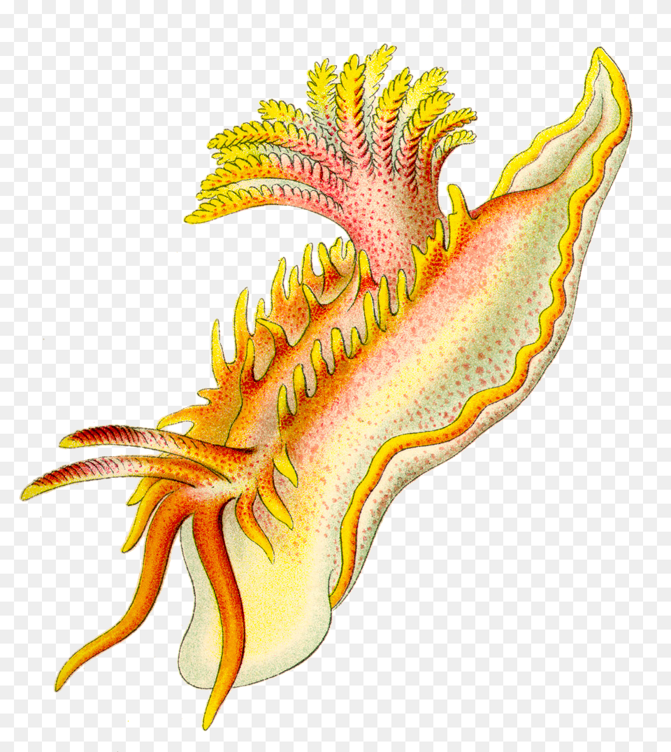 Sea Slug Clipart, Plant Free Png Download