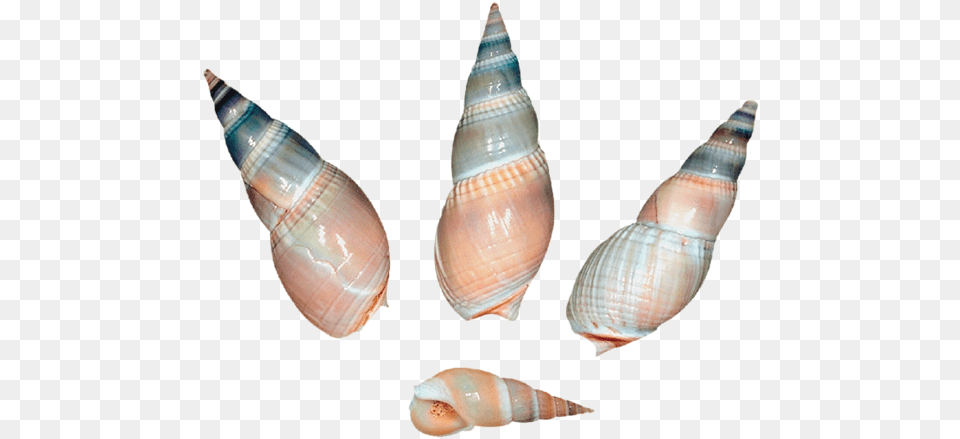 Sea Snail Shell, Animal, Invertebrate, Sea Life, Seashell Png