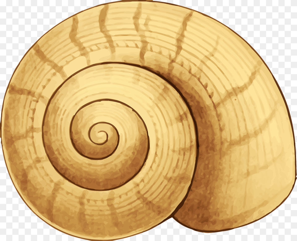 Sea Snail Shell Clipart, Plate, Spiral, Tape, Coil Png