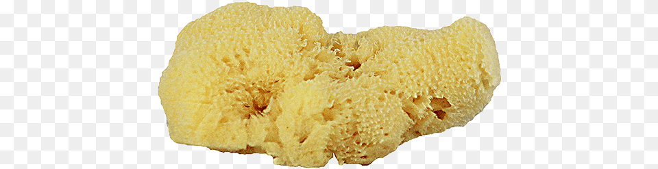 Sea Sponge 1 Image Biscuit, Bread, Food, Animal, Invertebrate Free Png Download