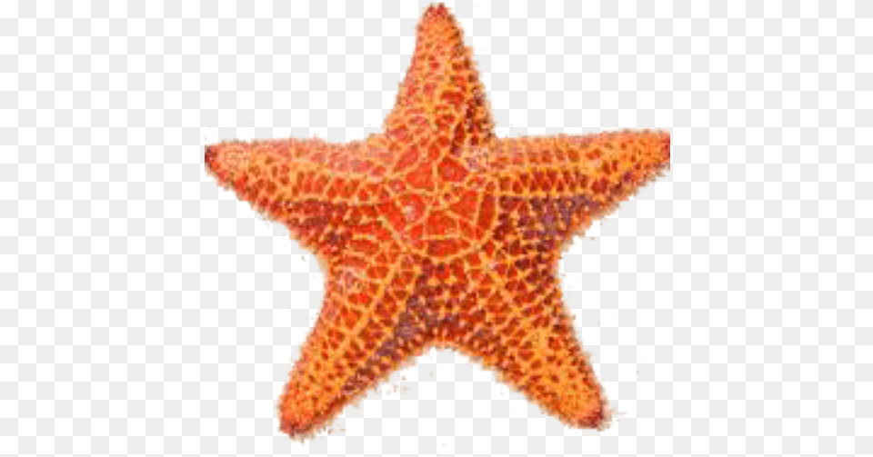 Sea Star 1 Image Sea Star Image, Animal, Invertebrate, Sea Life, Starfish Png