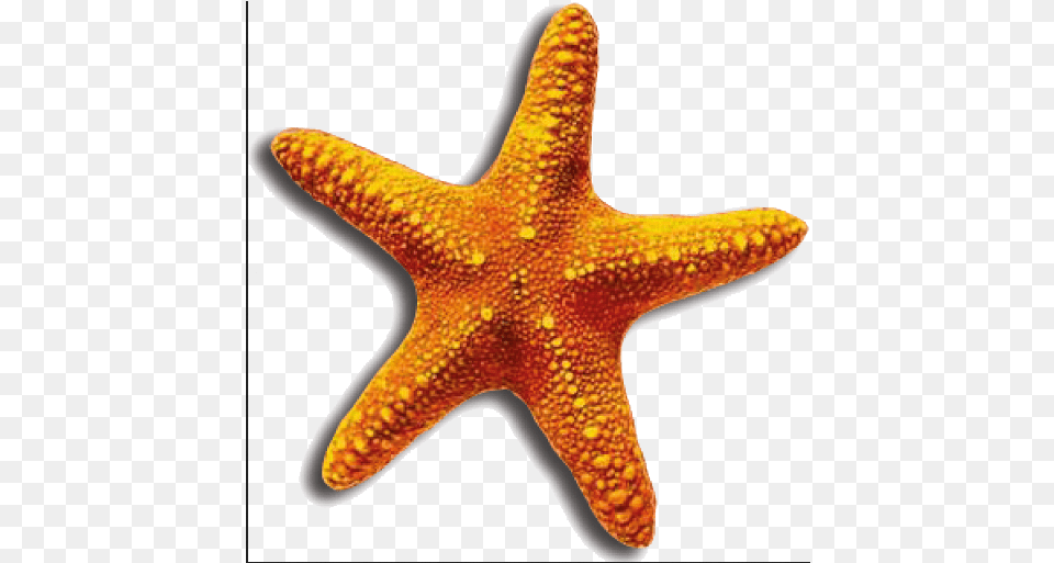 Sea Star 6 Transparent Starfish, Animal, Sea Life, Invertebrate, Reptile Png Image