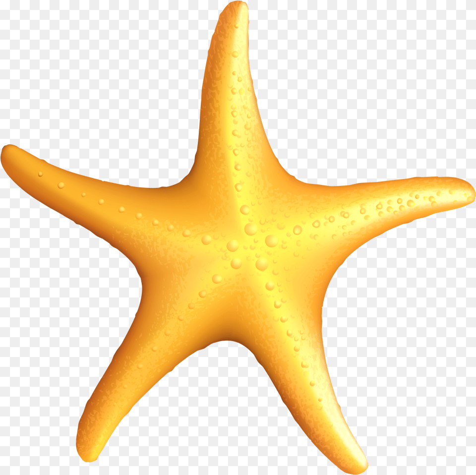 Sea Star Background Arts Star Fish Vector, Animal, Sea Life, Invertebrate, Starfish Free Png Download