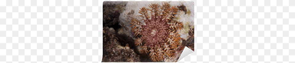 Sea Star Crown Of Thorns In Raja Ampat Papua Indonesia Photograph, Animal, Coral Reef, Nature, Outdoors Free Transparent Png