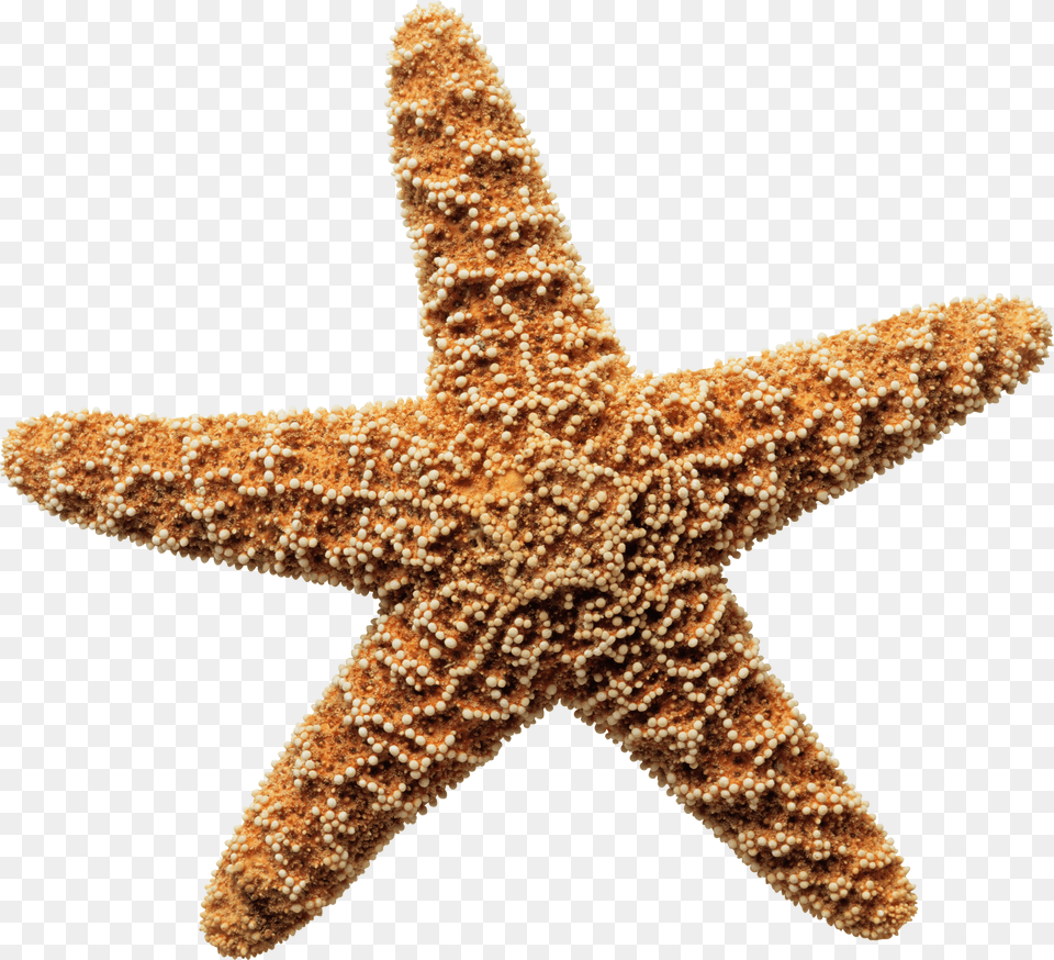 Sea Star Download Image Star Fish On A Shore, Animal, Sea Life, Invertebrate, Starfish Png