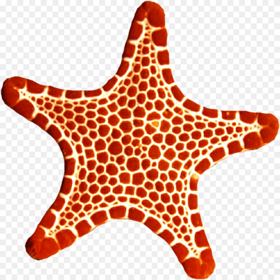 Sea Star Photo Sea Star Picture, Animal, Starfish, Invertebrate, Sea Life Free Png
