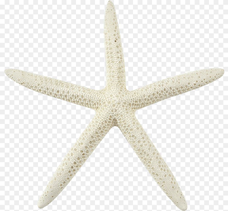 Sea Star Transparent Background White Sea Star Transparent Background, Animal, Sea Life, Invertebrate, Starfish Png