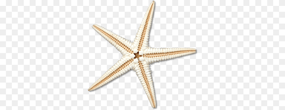 Sea Star Transparent Image Sea Star, Animal, Sea Life, Invertebrate, Starfish Free Png Download